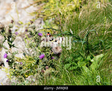 Coppia di cardellini Foto Stock