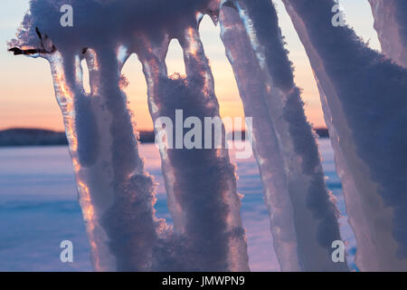 Lunghi ghiaccioli appesi dal ramo Foto Stock