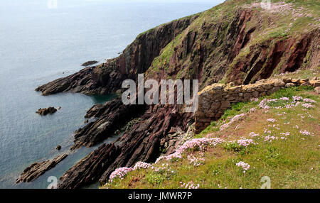 Isola di Caldey, Pembrokeshire, Galles, Europa Foto Stock