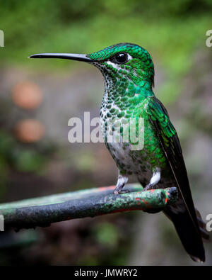 Verde-incoronato hummingbird brillante seduta Foto Stock