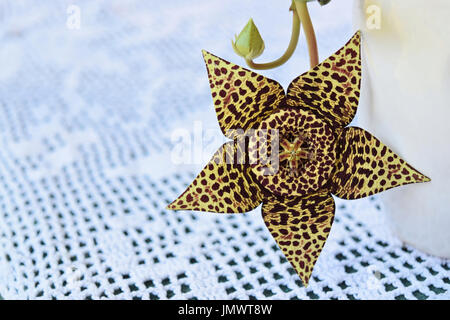 Bella leopard spotted cactus fiore in fiore Foto Stock