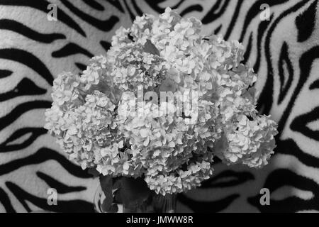 Bouquet di ortensie giardino fiore in fiore su zebra sfondo a strisce Foto Stock
