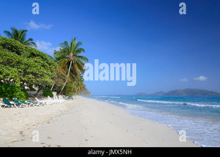 Spiaggia di sabbia e il Palm Tree, isola di Tortola, Isole Vergini Britanniche, Mar dei Caraibi Foto Stock