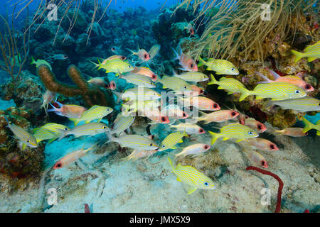 Haemulon flavolineatum, Holocentrus rufus, grunt francese e Longspine squirrelfish, isola di Tortola, Isole Vergini Britanniche, Mar dei Caraibi Foto Stock