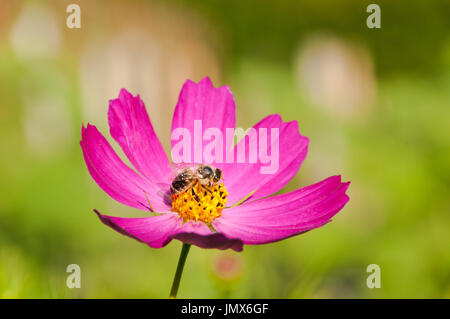 Il miele delle api sul fiore rosa Foto Stock