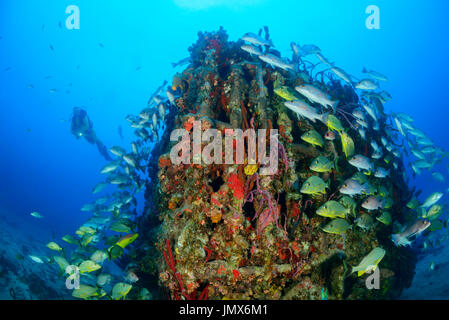 Il condensatore dal naufragio Rhone e immersioni, a strisce blu grugniti e mogano snapper, Virgin Gorda Isola, Isole Vergini Britanniche, Mar dei Caraibi Foto Stock