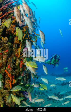 Il condensatore dal naufragio Rhone e immersioni, a strisce blu grugniti e mogano snapper, Virgin Gorda Isola, Isole Vergini Britanniche, Mar dei Caraibi Foto Stock