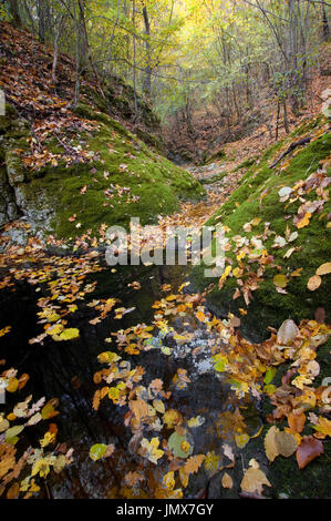 Paesaggio autunnale con foglie cadute sul suolo della foresta Foto Stock