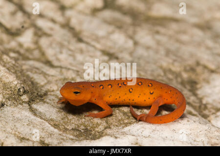 Newt orientale (rosso eft stadio) seduto su un masso - Notopthalmus viridescens Foto Stock