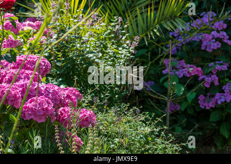 Giardino confine in ombra dalla luce del sole con le ortensie Foto Stock