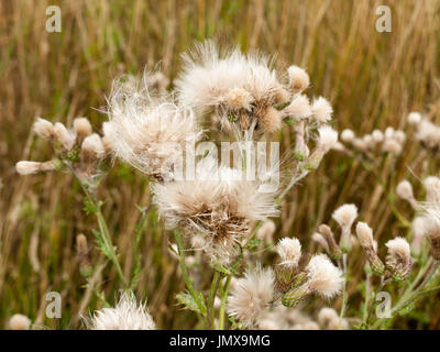 Bianco latte soffice thistle reed teste ondeggianti nel vento; Inghilterra; Regno Unito Foto Stock