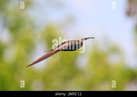 Fast bird volando sopra la città,wildlife le foto dei Creative Foto Stock