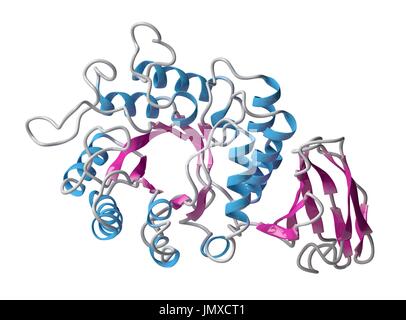 Alfa-galattosidasi (Agalsidasi) enzima. Cause di della malattia di Fabry. Somministrati come terapia di sostituzione enzimatica. Modello di Cartoon, la struttura secondaria di colorazione eliche (blu, fogli rosa). Foto Stock