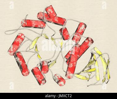 Alfa-galattosidasi (Agalsidasi) enzima. Cause di della malattia di Fabry. Somministrati come terapia di sostituzione enzimatica. Stilizzata modello cartoon, la struttura secondaria di colorazione eliche (rosso, fogli giallo). Foto Stock