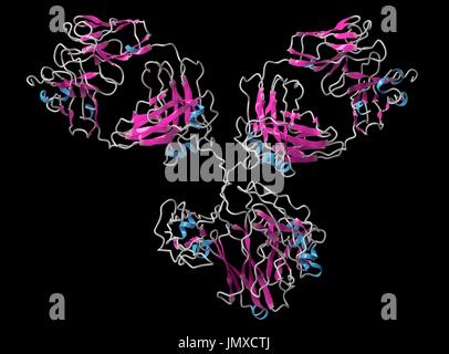 La IgG1 anticorpo monoclonale immunoglobulina (). Molti farmaci biotech sono anticorpi. Modello di Cartoon, la struttura secondaria di colorazione eliche (blu, fogli rosa). Foto Stock