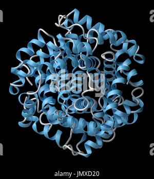 L'emoglobina (umana, Hb) proteina. Ferro-ossigeno contenente proteina di trasporto che si trova nelle cellule rosse del sangue. Modello di Cartoon, la struttura secondaria di colorazione eliche (blu). Foto Stock