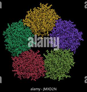 La proteina C reattiva (CRP, umano) infiammazione biomarker proteina. Infezioni e infiammazioni provocano un aumento dei livelli ematici di questa proteina. Sfera-e-stick modello. Colorata per catena. Foto Stock