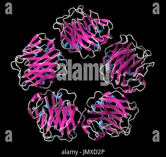 La proteina C reattiva (CRP, umano) infiammazione biomarker proteina. Infezioni e infiammazioni provocano un aumento dei livelli ematici di questa proteina. Modello di Cartoon, la struttura secondaria di colorazione eliche (blu, fogli rosa). Foto Stock