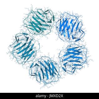 La proteina C reattiva (CRP, umano) infiammazione biomarker proteina. Infezioni e infiammazioni provocano un aumento dei livelli ematici di questa proteina. Combinati wireframe e cartoon modello. Cartoon e atomi di carbonio: backbone gradiente (colorazione blu-teal); altri atomi: convenzionale la codifica a colori. Foto Stock