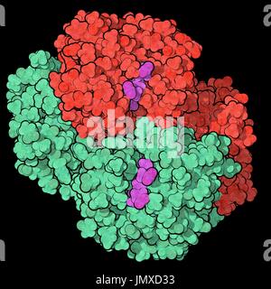 L'emoglobina (umana, Hb) proteina. Ferro-ossigeno contenente proteina di trasporto che si trova nelle cellule rosse del sangue. Di riempimento di spazio modello. Catene di trasmissione mostrato in diversi colori. Foto Stock