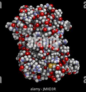 Ormone della crescita umano (hGH, somatotropina) proteina. Ormone naturale che viene utilizzata sia come una medicina e come un agente di drogaggio. Di riempimento di spazio modello convenzionale con codifica a colori. Foto Stock