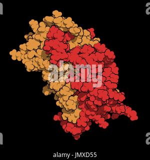 Interferone gamma (IFNg) molecola di citochina, struttura chimica. Forma ricombinante utilizzato nel trattamento di osateopetrosi e malattia granulomatosa cronica. Di riempimento di spazio modello. Catene di trasmissione mostrato in diversi colori. Foto Stock