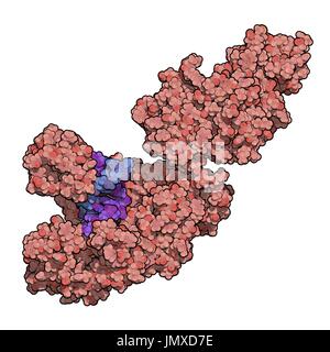 La Taq polimerasi (Thermus aquaticus polimerasi) enzima legato al DNA. Proteina usata nella PCR (reazione a catena della polimerasi), un elemento essenziale della biotecnologia tecnica. Di riempimento di spazio modello. Catene di trasmissione mostrato in diversi colori. Foto Stock