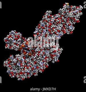 La Taq polimerasi (Thermus aquaticus polimerasi) enzima legato al DNA. Proteina usata nella PCR (reazione a catena della polimerasi), un elemento essenziale della biotecnologia tecnica. Di riempimento di spazio modello convenzionale con codifica a colori. Foto Stock