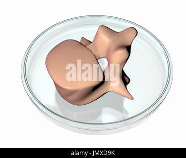 3D stampata la vertebra, immagine concettuale. Computer illustrazione di un 3D vertebra stampato in una capsula di Petri. Foto Stock