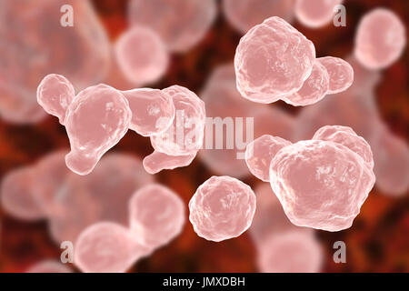 Cryptococcus neoformans fungo, illustrazione del computer. C. neoformans è un lievito-come fungo che si riproduce per germogliare. Un mucopolisaccaride acido capsula racchiude completamente il fungo. Esso può provocare la malattia cryptococcosis, specialmente in immune pazienti carenti, come quelli con HIV/AIDS (sindrome da immunodeficienza acquisita). L'infezione può causare meningiti, e può anche essere collocato nei polmoni, pelle o altre regioni del corpo. La forma clinica più comune è di meningoencefalite. Essa è causata dall'inalazione di funghi presenti nel terreno che è stata contaminata da escrementi di piccione. Foto Stock