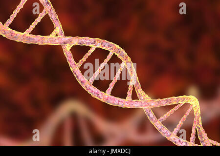 Molecola di DNA, computer grafica. La molecola di DNA (acido desossiribonucleico) è costituito da una lunga doppia elica di fosfati e di zuccheri, collegate da coppie di basi nucleotidiche (palle e stecche). Queste coppie di base di nucleotide formano i gradini della scala a spirale visto qui. La sequenza di queste coppie di base formano il codice genetico che è alla base di tutte le forme di vita sulla terra. Un individuo sequenza genetica controlla la loro crescita e il loro sviluppo, e si è passati ai loro figli. Variazioni nella sequenza genetica nel corso di milioni di anni di evoluzione hanno prodotto la diversità della vita sulla terra. Foto Stock