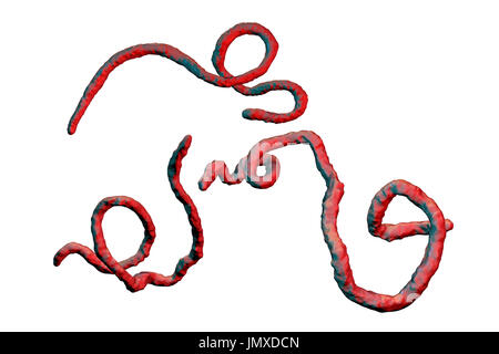 Virus Ebola particelle, illustrazione del computer. Il virus Ebola (EBOV) è la causa del virus Ebola della malattia negli esseri umani e primati non umani. Si tratta di un grave e spesso fatale malattia con sintomi quali febbre, stanchezza, dolori muscolari, vomito, diarrea e emorragie (emorragia interna). Non vi è alcuna cura per questa malattia, ma i tre quarti dei pazienti può recuperare se dotato di sufficiente assistenza medica. Foto Stock