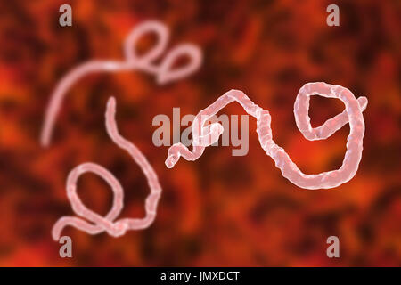 Virus Ebola particelle, illustrazione del computer. Il virus Ebola (EBOV) è la causa del virus Ebola della malattia negli esseri umani e primati non umani. Si tratta di un grave e spesso fatale malattia con sintomi quali febbre, stanchezza, dolori muscolari, vomito, diarrea e emorragie (emorragia interna). Non vi è alcuna cura per questa malattia, ma i tre quarti dei pazienti può recuperare se dotato di sufficiente assistenza medica. Foto Stock