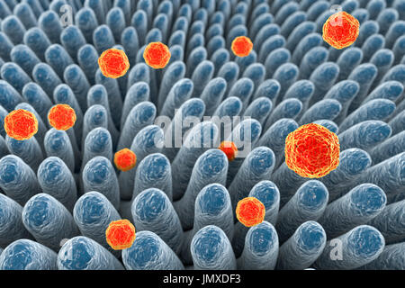 Epatite A virus di infettare l'intestino, illustrazione. Epatite A è trasmesso attraverso gli alimenti infetti o bere. I sintomi includono sintomi influenzali di febbre e malessere, lungo con ittero. Foto Stock