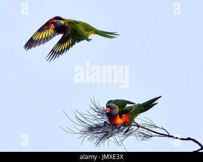 Rainbow Lorikeet vola al di sopra di una seconda a Cape Byron Bay, Nuovo Galles del Sud, Australia. Foto Stock