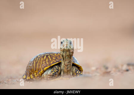 Deserto femmina Tartaruga scatola, (Terrapene ornata luteola), Valencia Co., New Mexico, negli Stati Uniti. Foto Stock