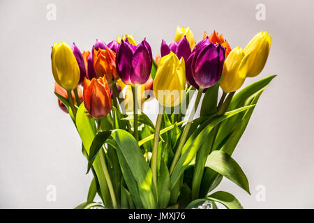 Tulipani colorati su un fondo trasparente Foto Stock