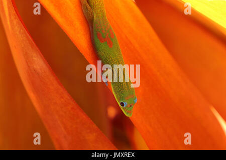 Gecko di polvere d'oro di colore brillante su una foglia arancione. Foto Stock