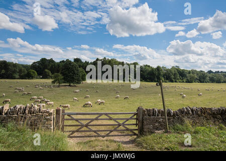 Sentiero pubblico segno davanti a un campo con le pecore. Yanworth, Cotswolds, Gloucestershire, Inghilterra Foto Stock