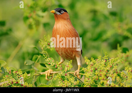 Brahminy Myna, Keoladeo Ghana national park, Rajasthan, India / (Sturnus pagodarum) | Pagodenstar, Keoladeo Ghana Nationalpark Foto Stock