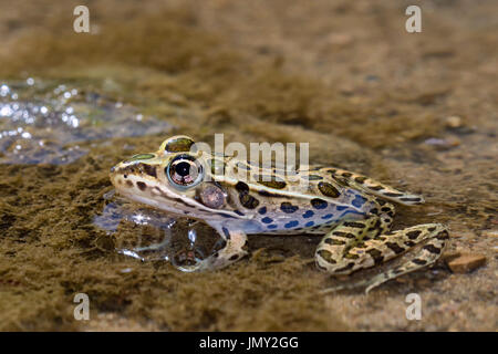 Rana leopardo settentrionale (litobati pipipiens) in un torrente Foto Stock