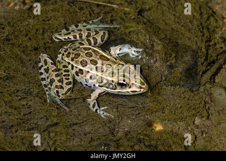 Northern leopard (rana lithobates pipiens) all'acqua Foto Stock