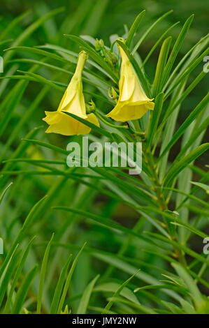 Oleander giallo / (Thevetia peruviana, Thevetia neriifolia, Cascabela thevetia, Cerbera peruviana, Cascabela neriifolia) Foto Stock