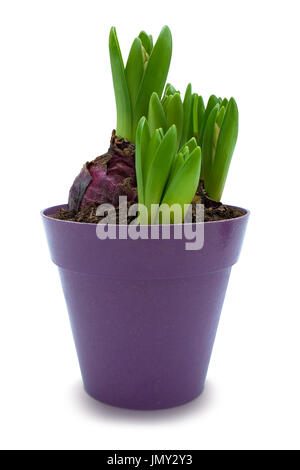 I germogli di giacinto in viola pot, isolato su bianco con tracciato di ritaglio Foto Stock