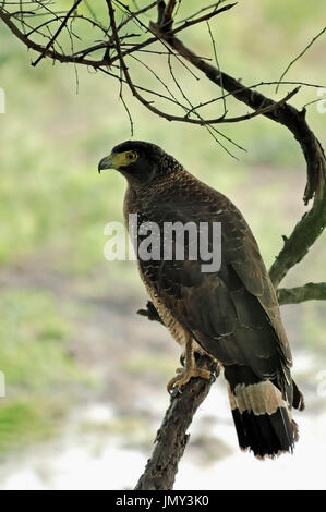 Crested Eagle serpente, Keoladeo Ghana national park, Rajasthan, India / (Spilornis cheela) | Schlangenweihe, Keoladeo Ghana Nationalpark Foto Stock