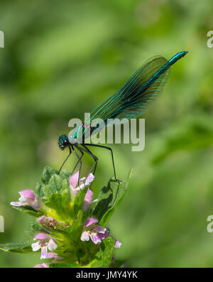 Close up macro shot dei maschi di nastrare demoiselle damselfly su un fiore in Scozia Foto Stock