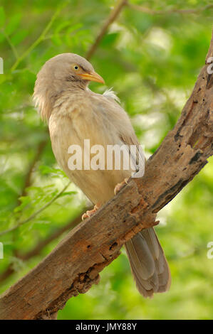 Jungle Babbler, Keoladeo Ghana national park, Rajasthan, India / (Turdoides striata) | Dschungeldrossling, Keoladeo Ghana Nationalpark Foto Stock