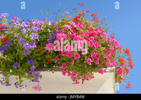 Fioritura di rosso e di blu nelle petunie sul cielo blu sullo sfondo Foto Stock