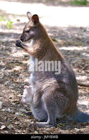 Rosso Colli o wallaby wallaby di Bennett (Macropus rufogriseus) e la sua albino joey nella tasca Foto Stock