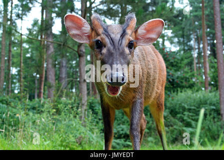 Reeve's Muntjac Deer raffigurato nella foresta di Elveden, Suffolk. Foto Stock